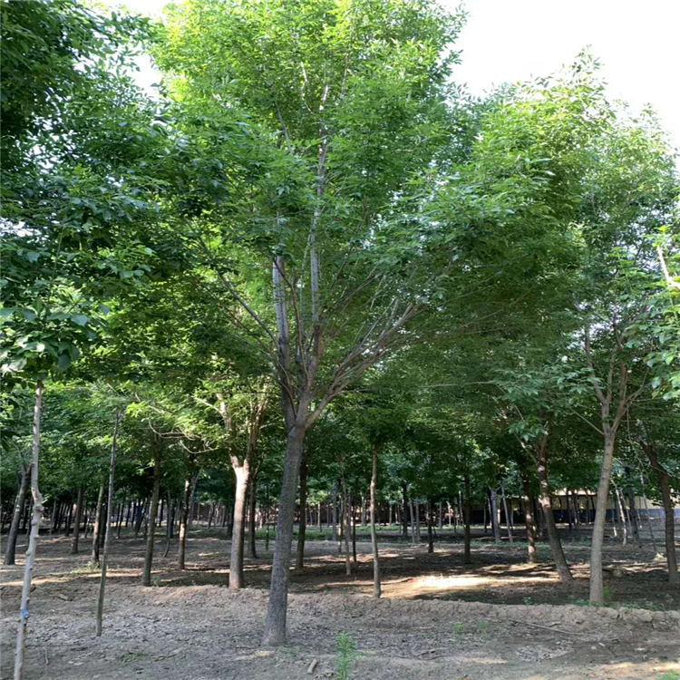 8公分原生白蜡