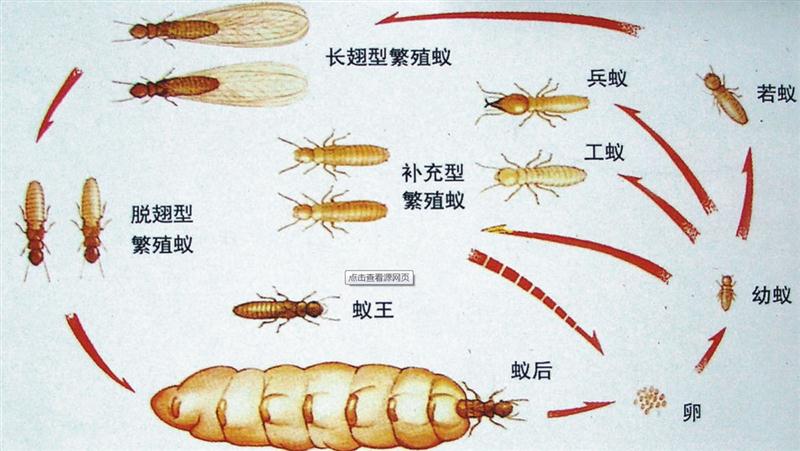 湘潭公园白蚁防治