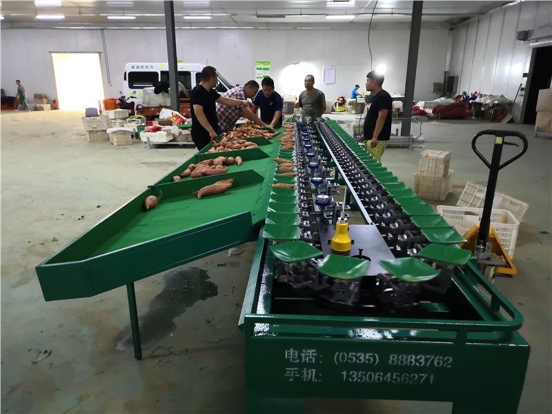 龙口凯祥火龙果选果机品牌