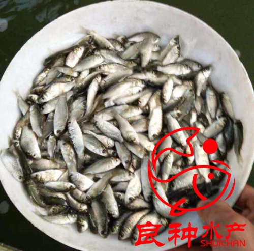 文昌生鱼苗批发