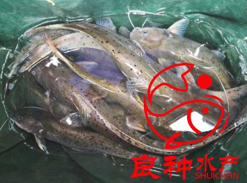 常德叉尾鮰鱼苗价格