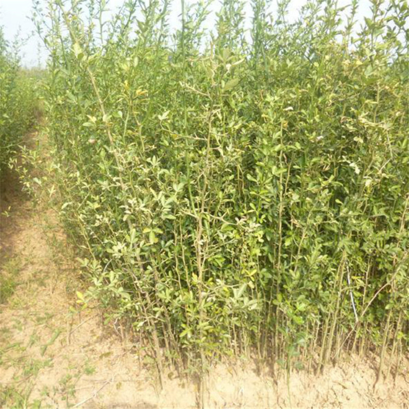 河北枸橘苗价格山东枸橘苗批发