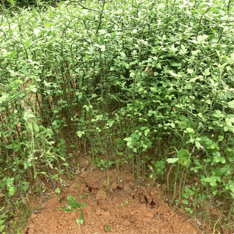 河北枸橘苗价格山东枸橘苗批发