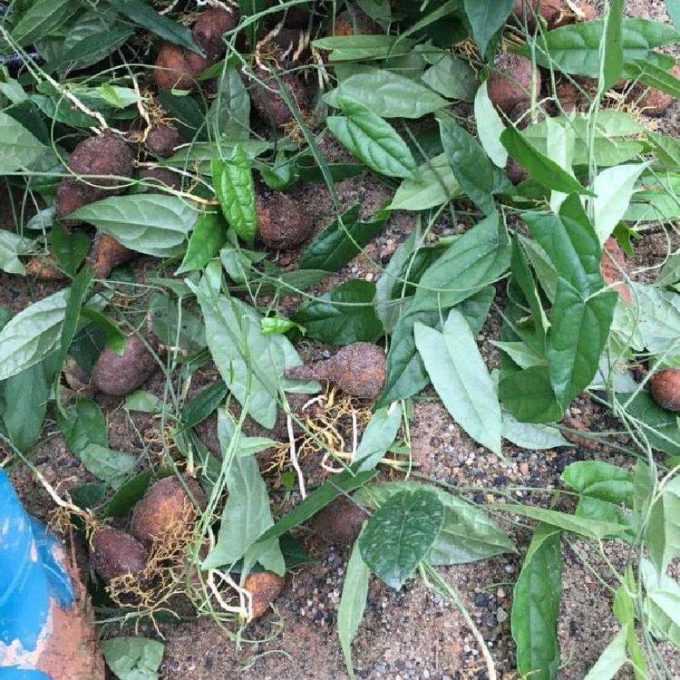 广元地苦胆种苗基地