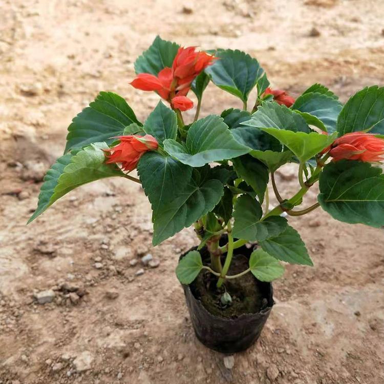 常州时令草花一串红 时令草花批发 草花长春花基地