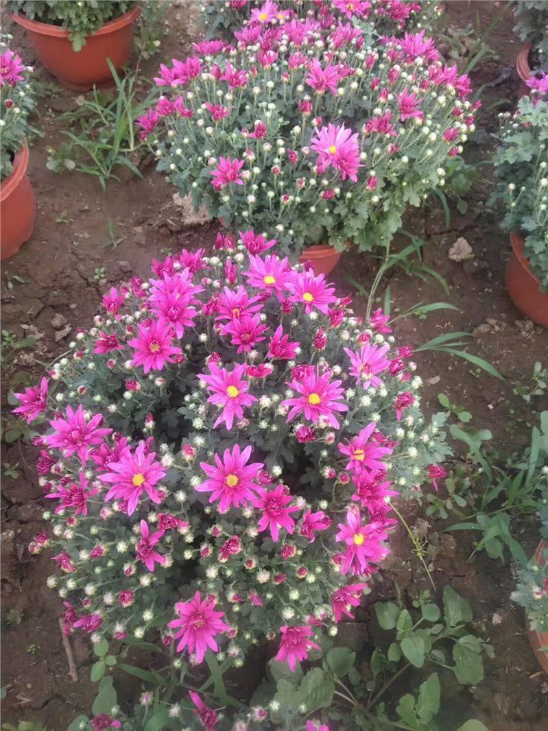 滁州千头菊花卉基地