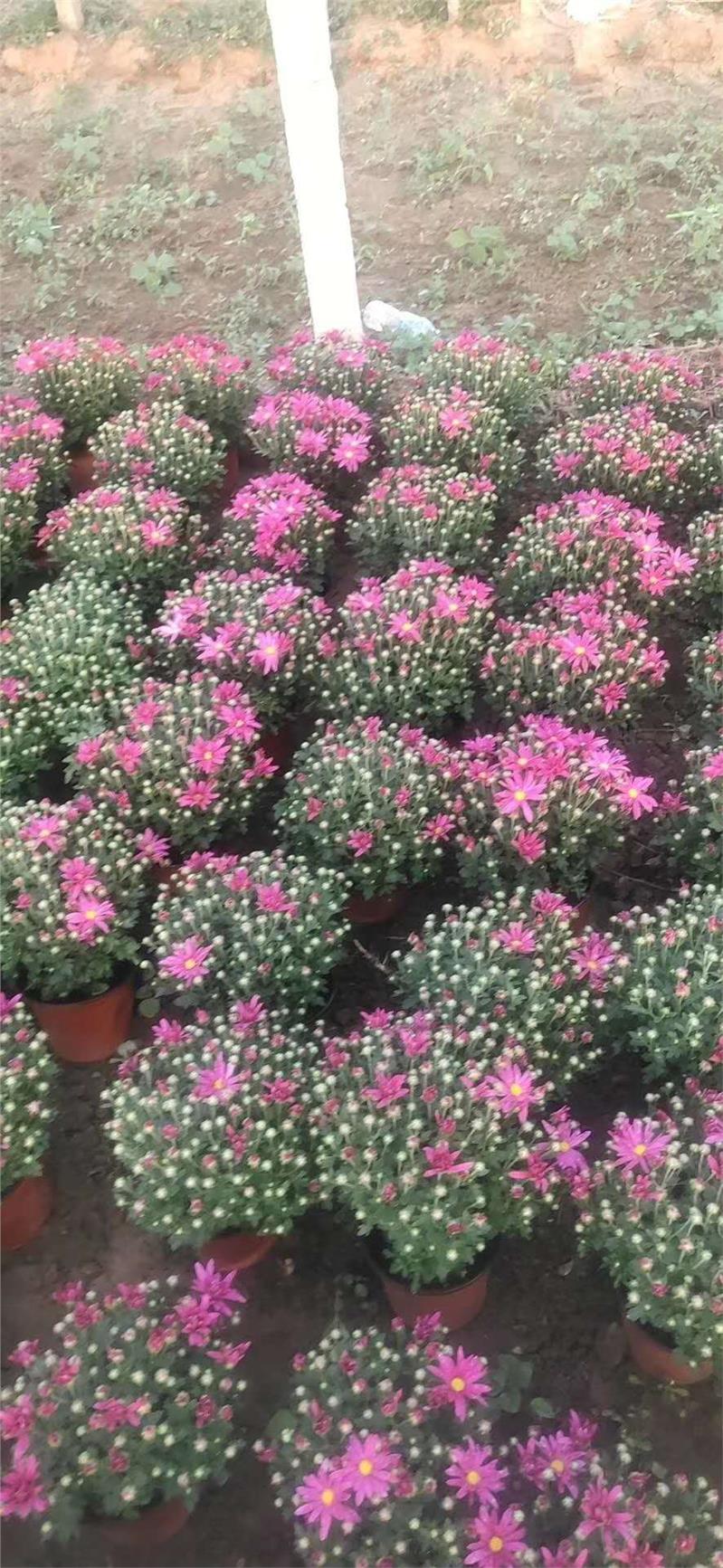 咸阳千头菊批发价格