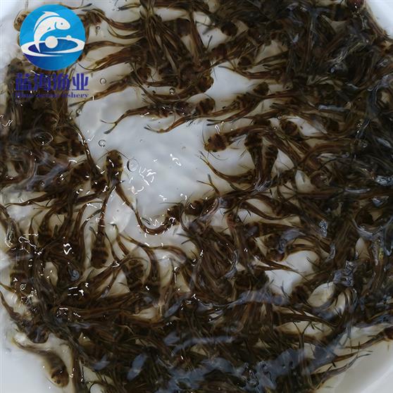 清远黄骨鱼苗批发