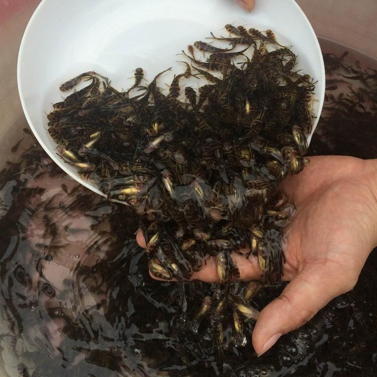 舟山黄丫头苗厂家