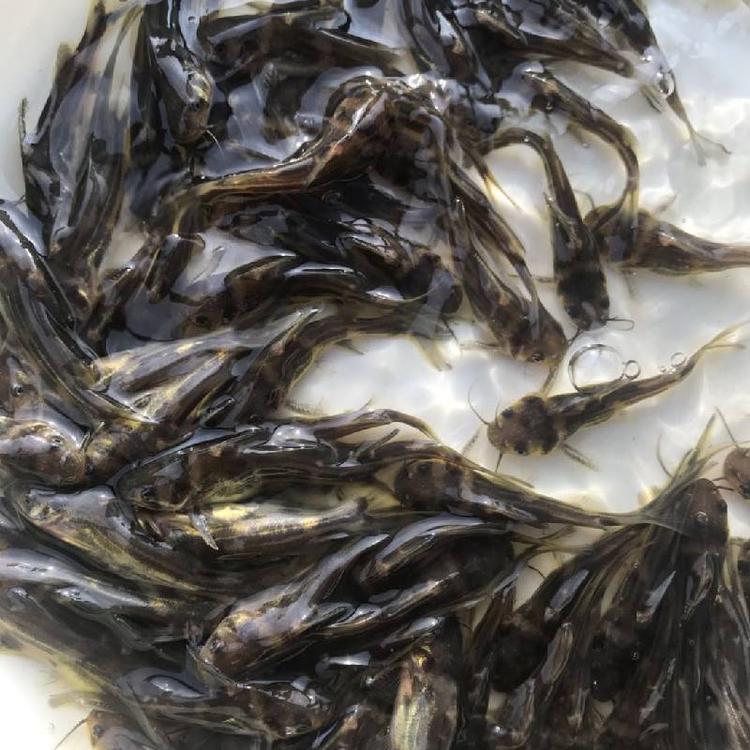 肇庆黄丫头苗养殖基地