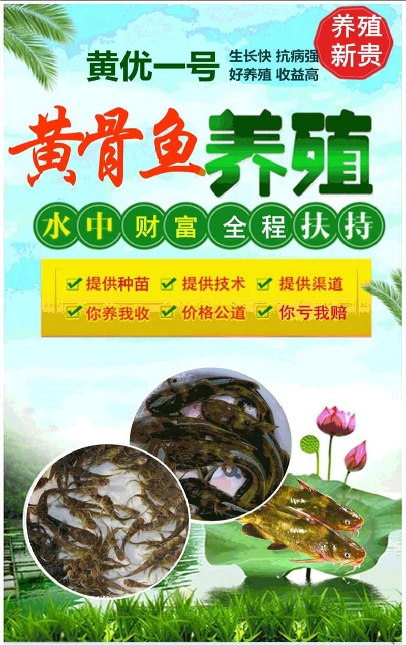 珠海黄颡鱼养殖