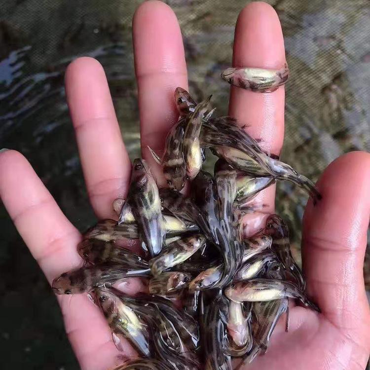 鹰潭黄丫头养殖