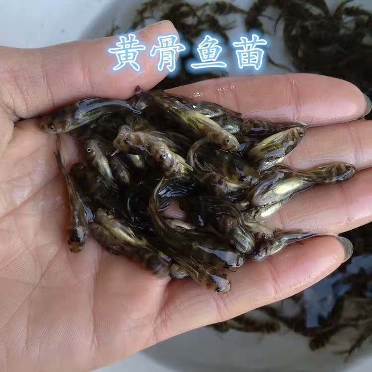 珠海黄颡鱼养殖
