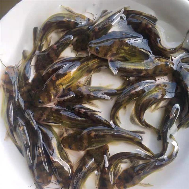 淮北黄丫头苗养殖基地