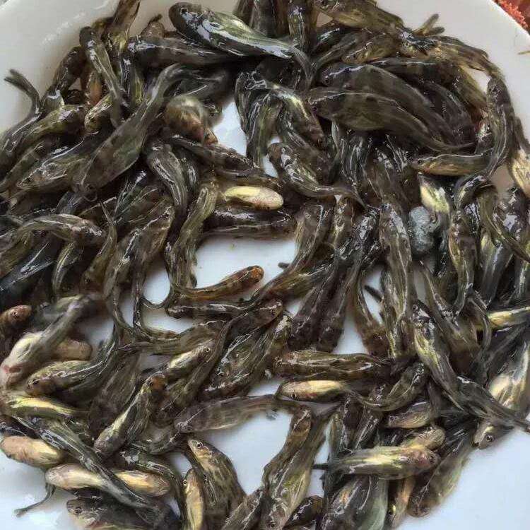 舟山黄丫头苗厂家
