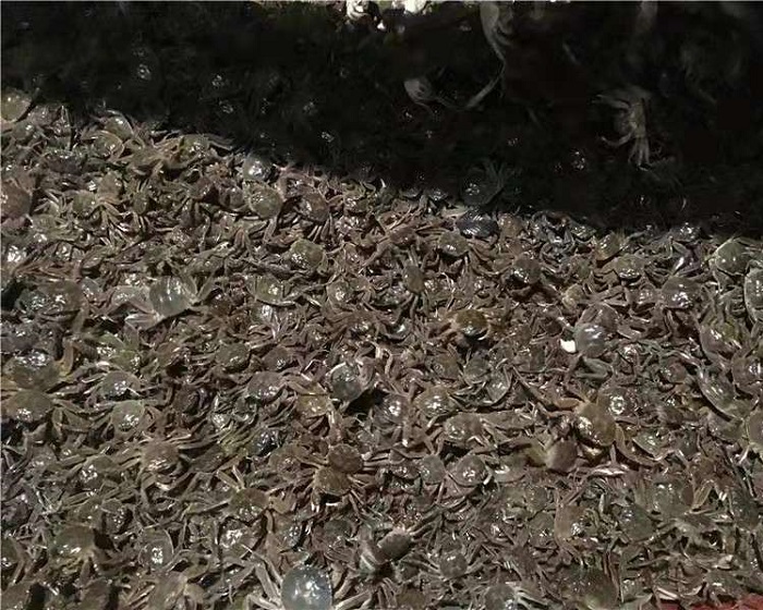 崇明岛蟹苗批发