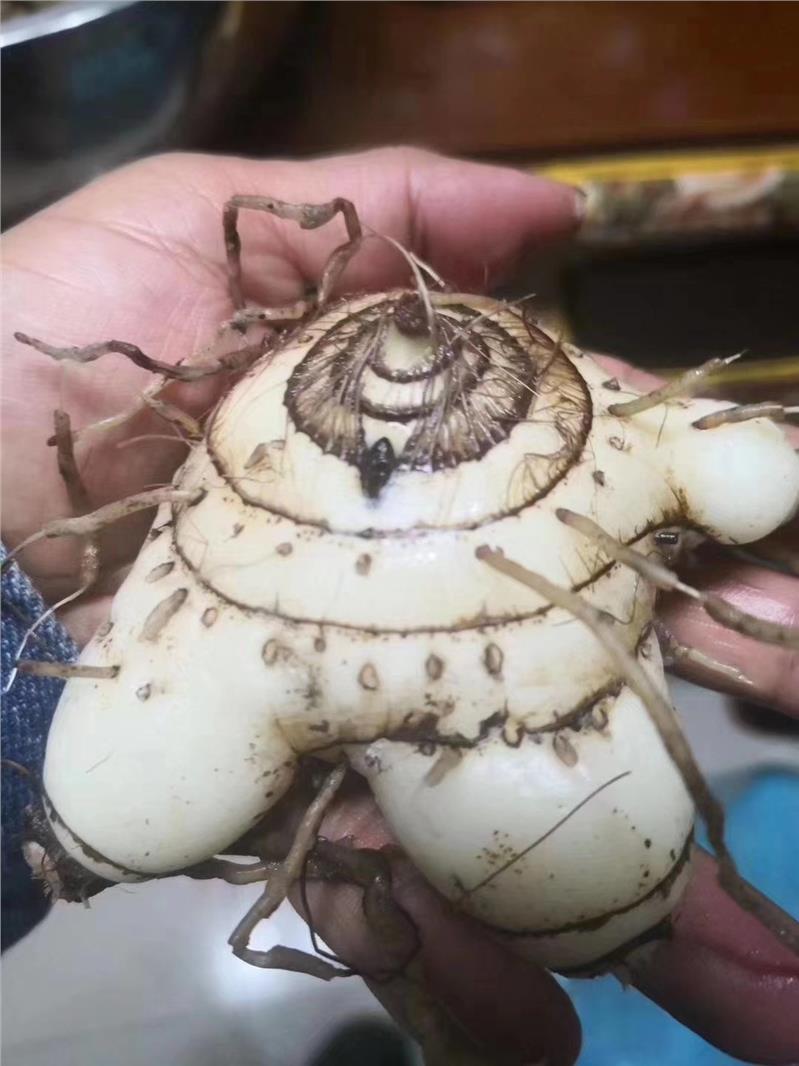 白芨块茎价格