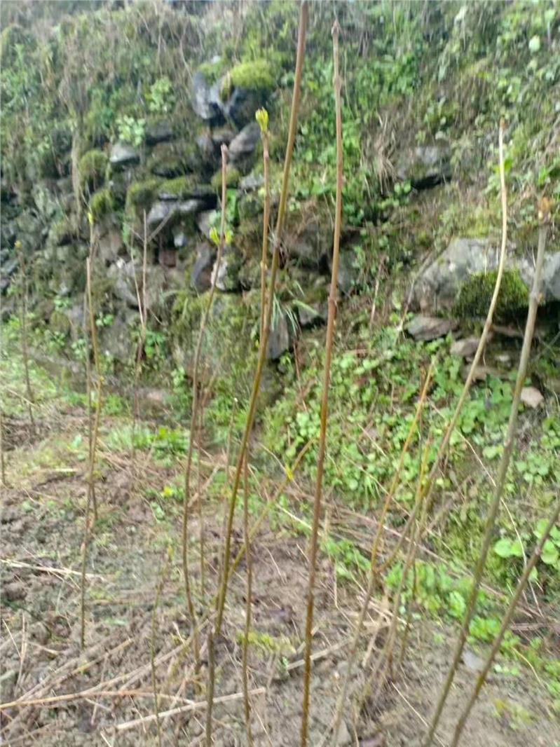 南充两年川黄柏苗种植基地