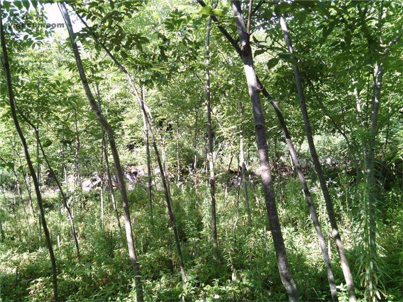 南充两年川黄柏苗种植基地