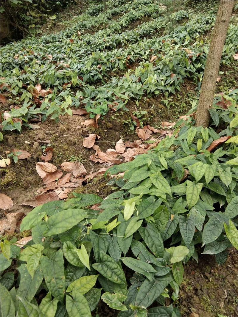 遂宁地苦胆苗照片