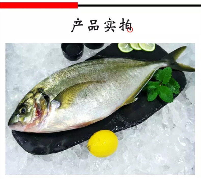 韶关生吃池鱼王批发