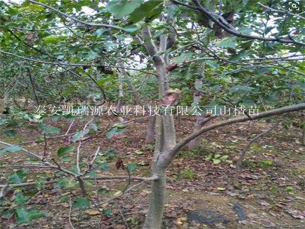 拉萨甜山楂苗基地