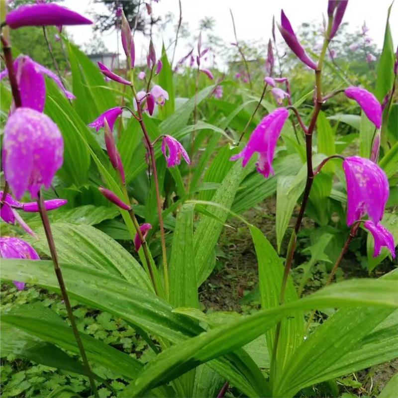 四川三年白芨块茎