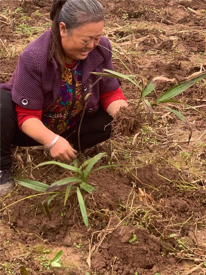 白芨块茎价格