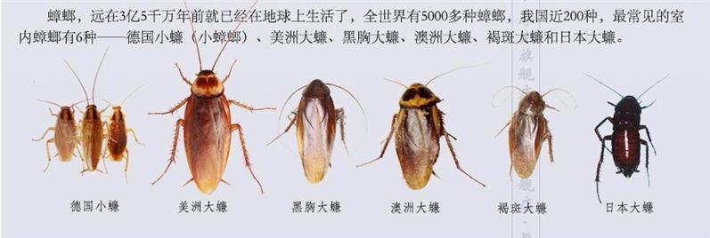 芝罘区虫控消杀服务公司