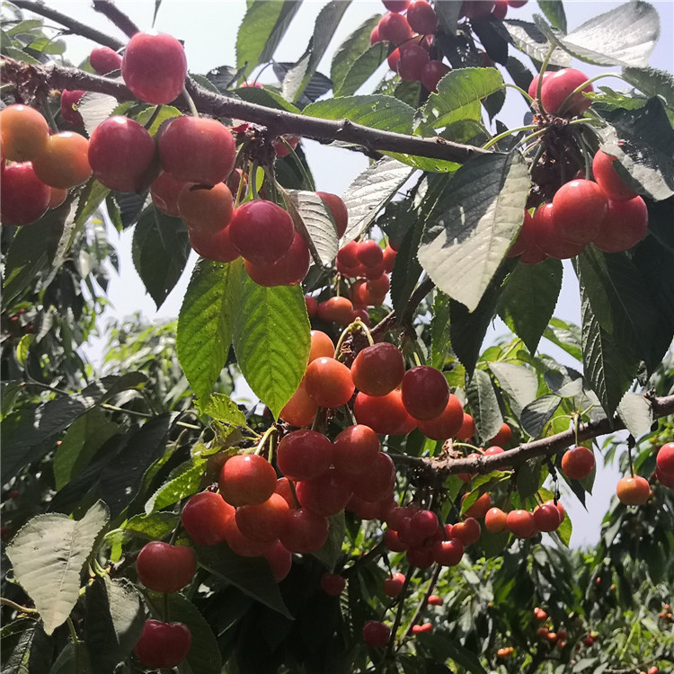 一年樱桃苗