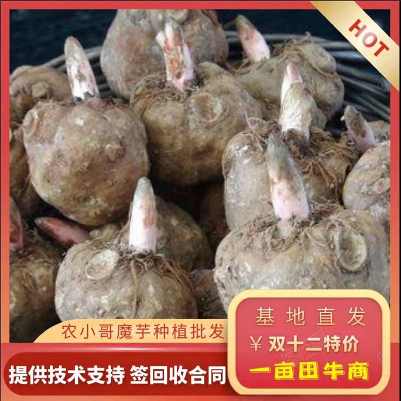 农小哥魔芋脱水种植条件