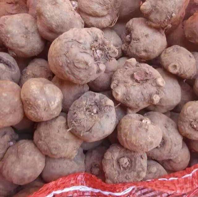 魔芋种子哪里有卖的