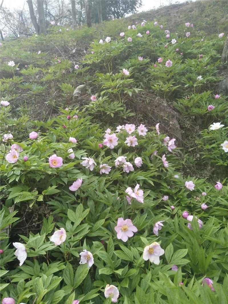 广元川赤芍苗价格
