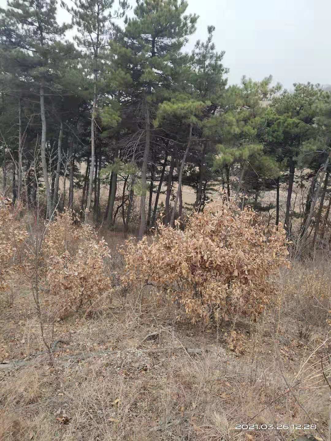 中山林木损害赔偿评估公司 果树损害赔偿评估