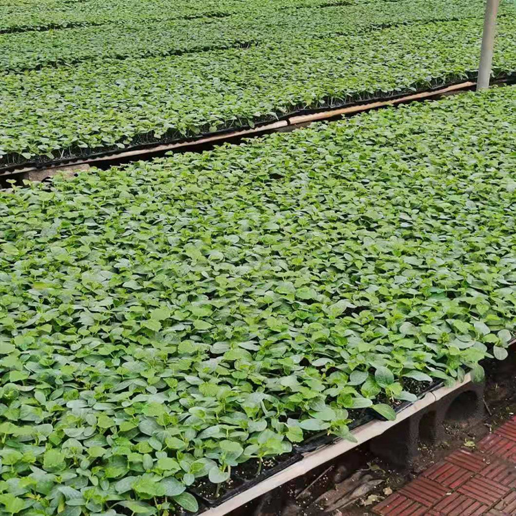 沧州黄瓜嫁接苗