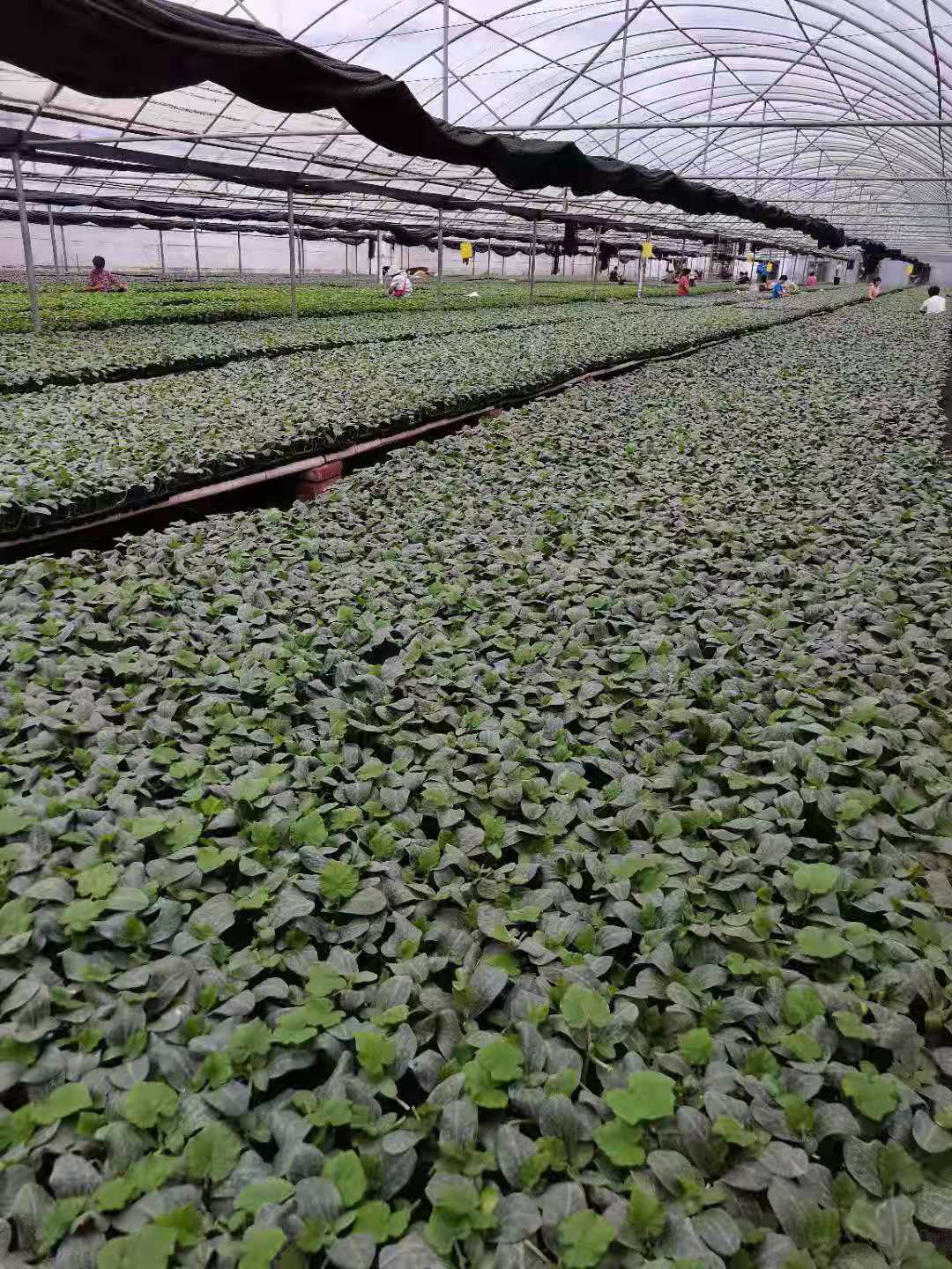 承德黄瓜嫁接苗