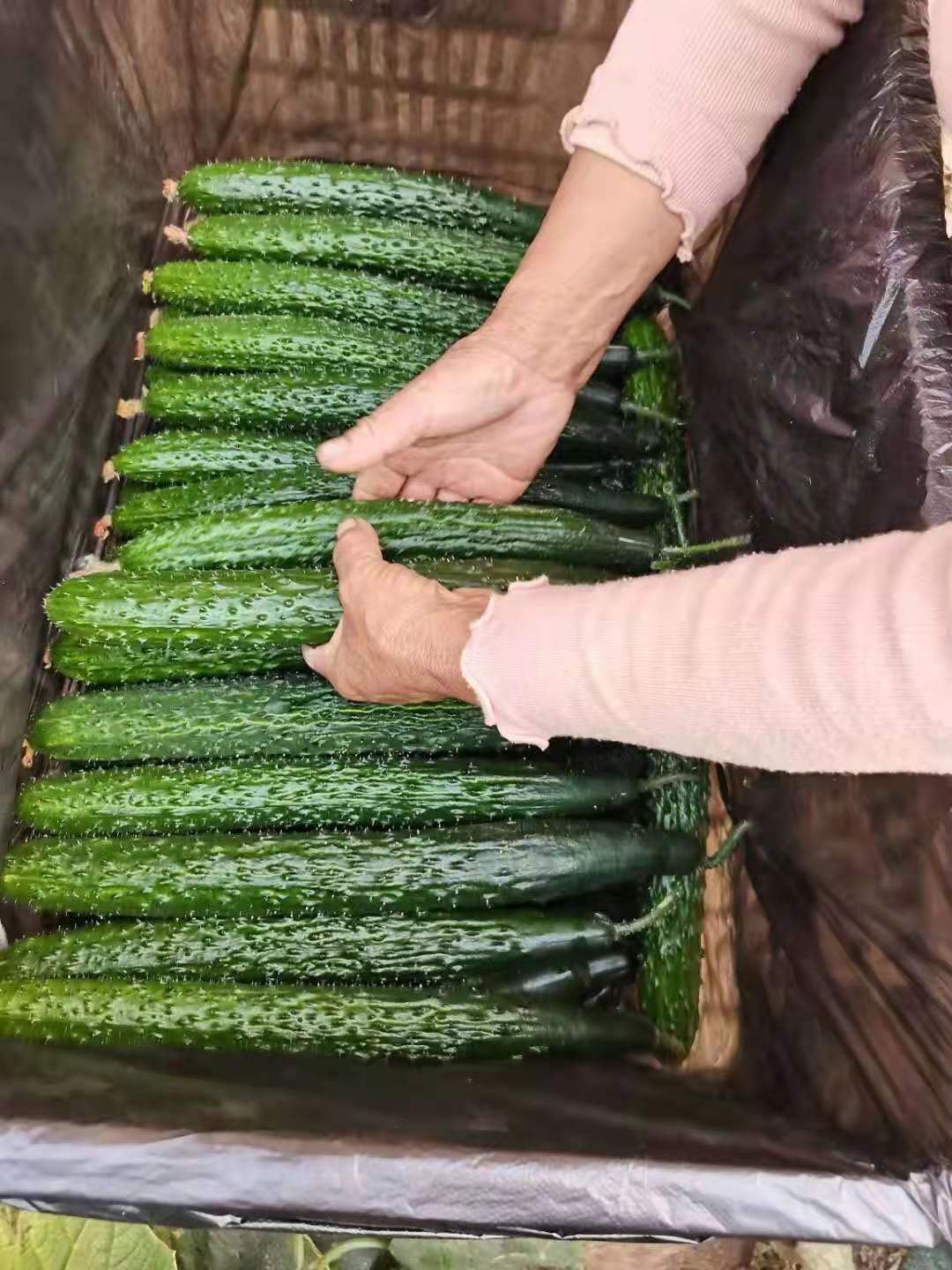 怒江秋延黄瓜苗