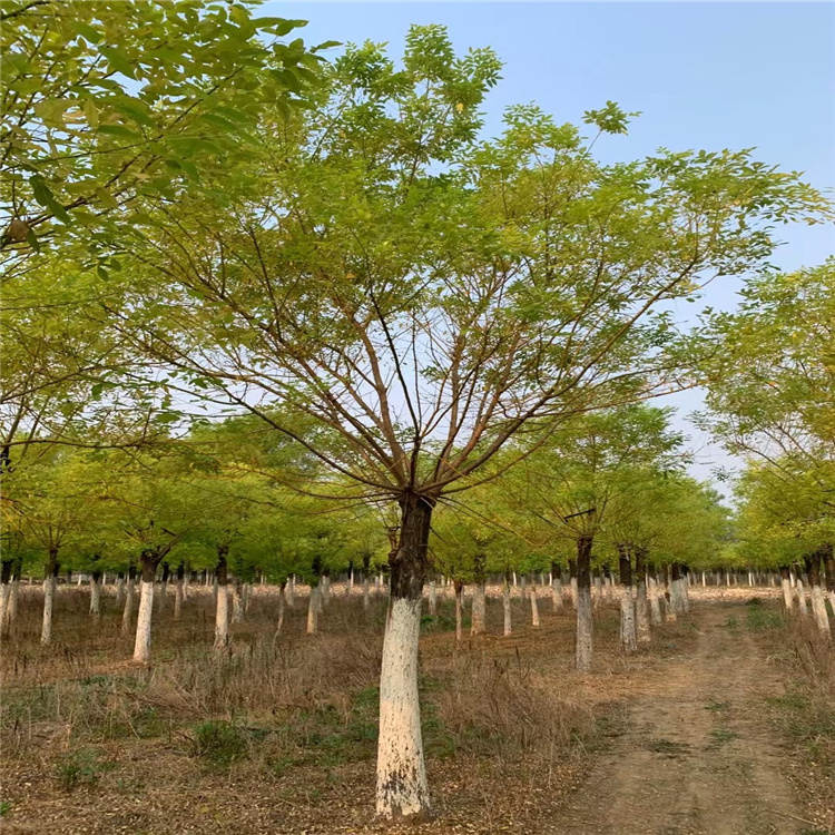 莱芜金枝槐培育基地