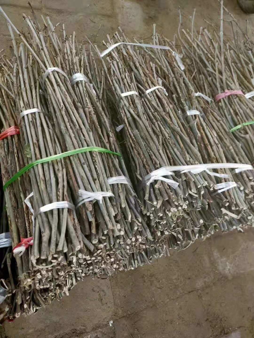丰县 金蝉卵枝批发零售