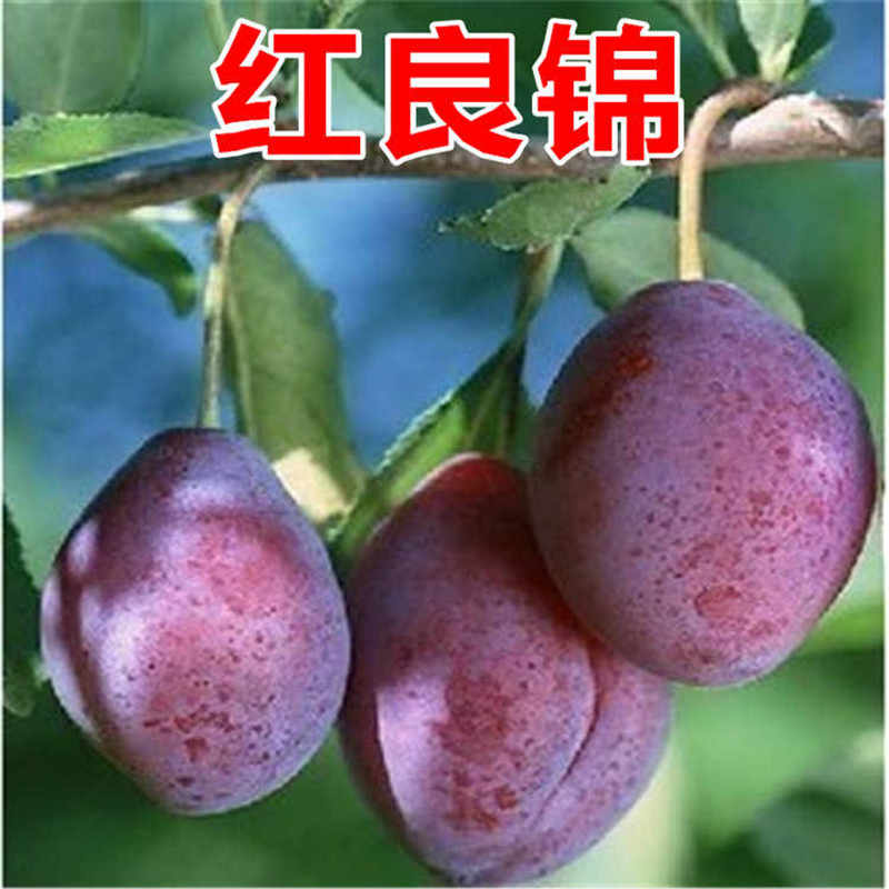 忻州李子树产地