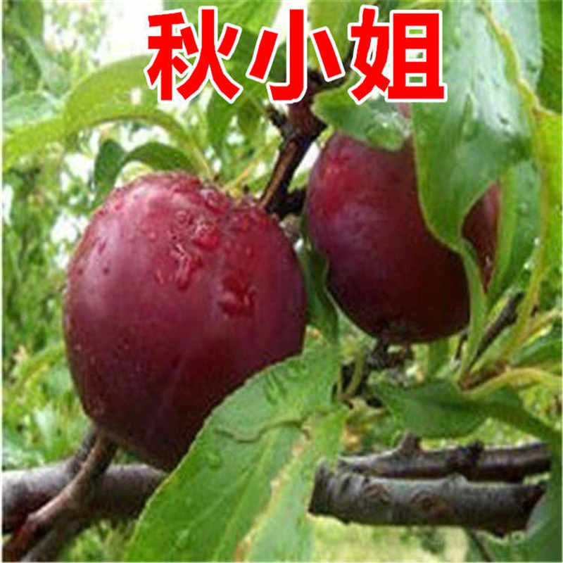 山西李子苗基地