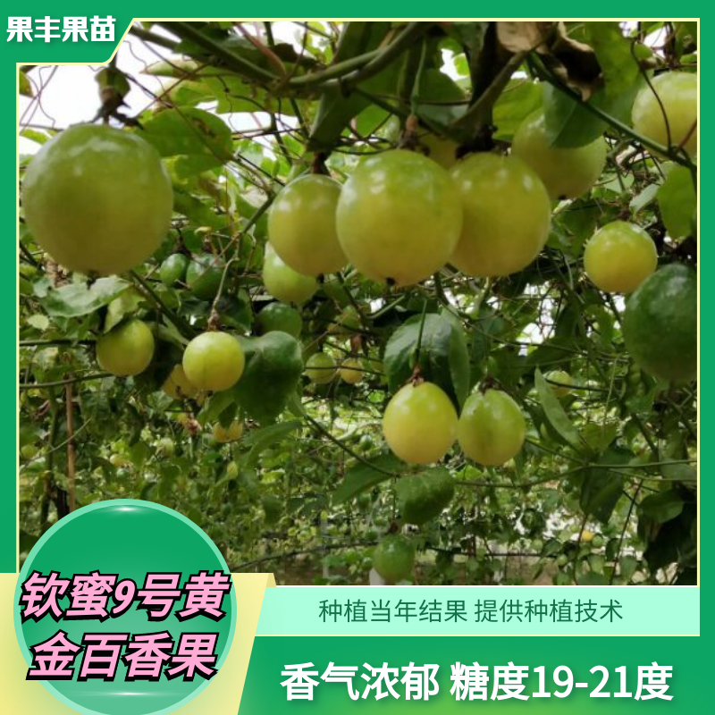 出售钦蜜九号百香果苗 果丰果苗场