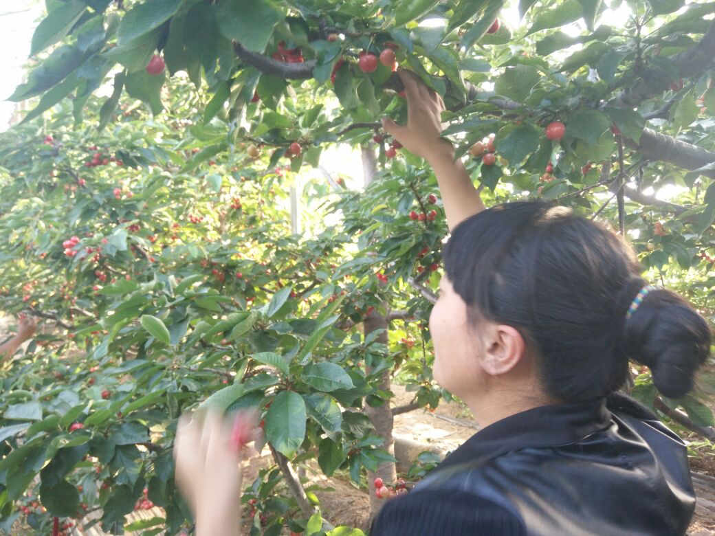 大同红灯大樱桃苗