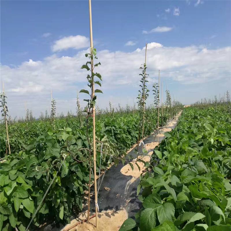 沧州园艺地布抗老化PP抑草布 果树幼苗期铺设防草抑草布RunYe/润业土工供应