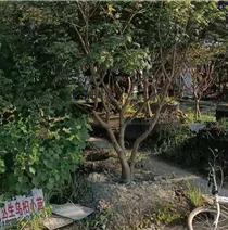 镇江鸡爪槭-佳邦-鸡爪槭种子
