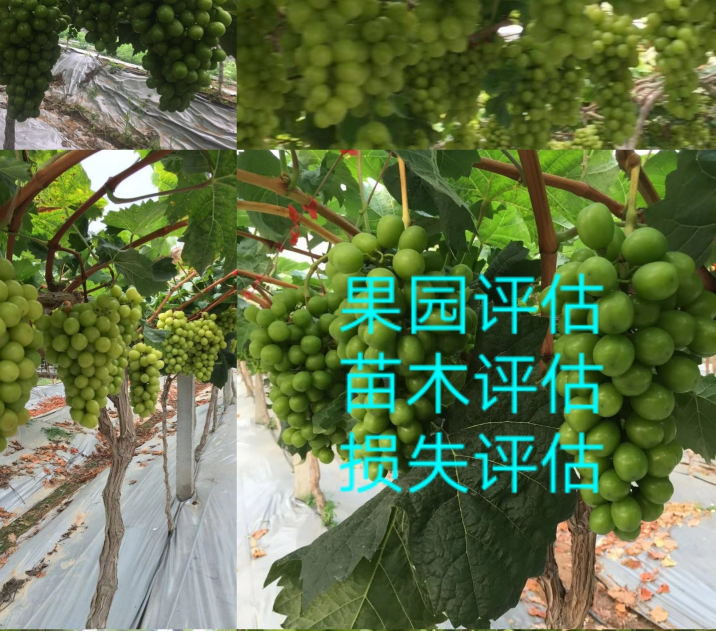 沈阳企业停产停业损失评估 无形资产评估报告