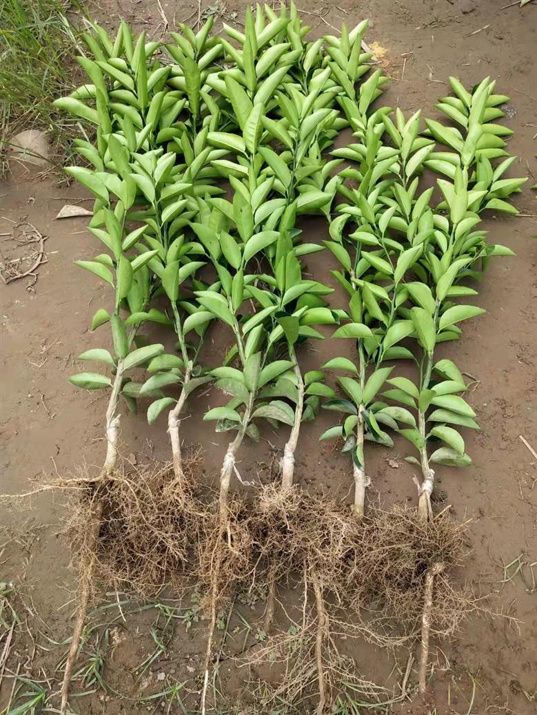 六盘水枳壳种苗种植基地