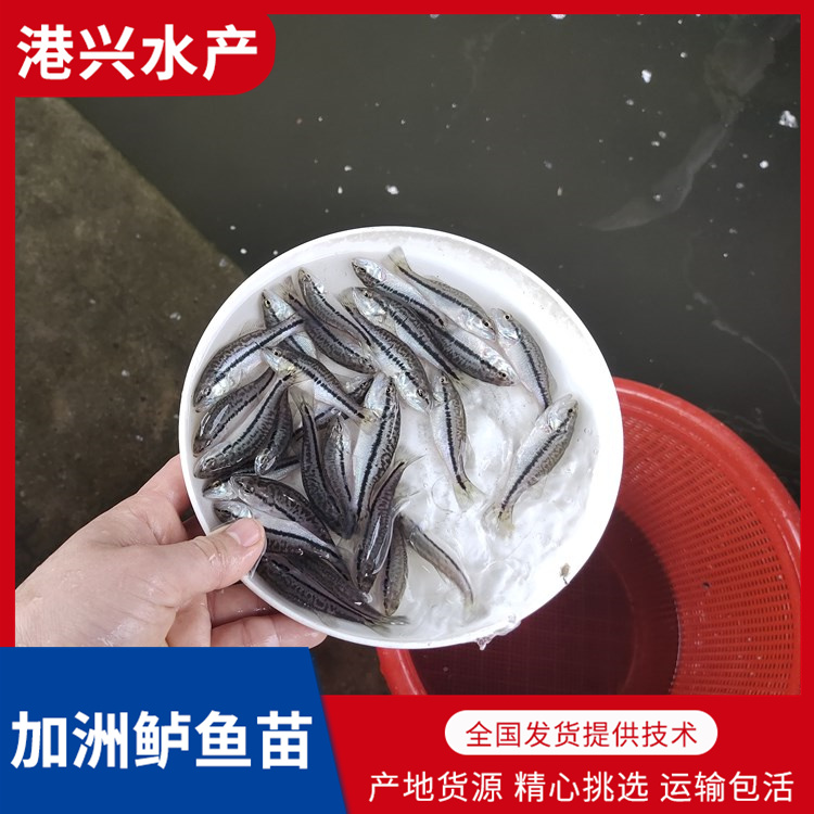 河源加洲鲈鱼苗出售