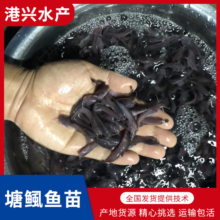 佛山塘鲺鱼苗养殖场