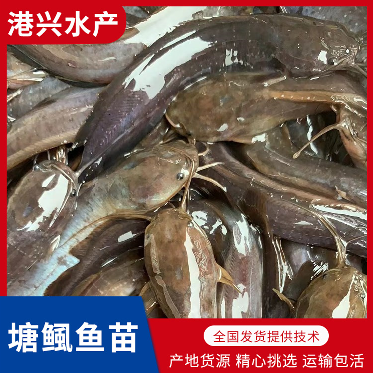 自贡塘鲺鱼苗批发